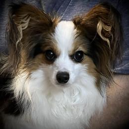 Lu - Papillon