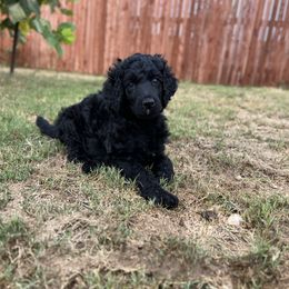 Poodle Puppies from Tyler Family Poodles