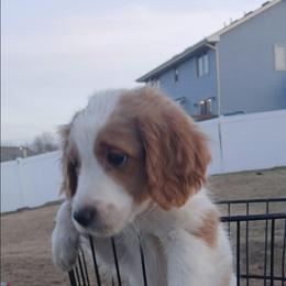 Puppy 1 - Parti female Double Doodle puppy in Pleasant Hill, Iowa from Courtney Nicole's Mal Shihs & Goldendoodles