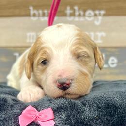 Pink Female - Parti female Goldendoodle puppy in Great Falls, Montana from Montana Goldendoodles