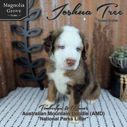 Joshua Tree - Green Collar - male Australian Mountain Doodle puppy in Oxford, Alabama from Magnolia Grove Doodles