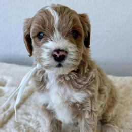Biscuit - Apricot male Goldendoodle puppy in Concord, California from Golden State Good Dogs