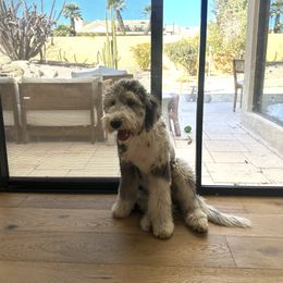 Assorted Doodle Crosses and Newfypoo All Grown Up from Arizona Doodle Trails