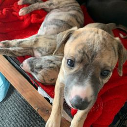 Girl 1 - Whippet puppy from Jody Eller's Whippets