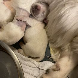 Golden Retriever and Jack Russell Terrier Puppies from Shelby Burleson's Golden Retrievers and Jack Russell Terriers