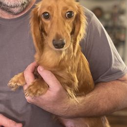 Leola - Dachshund