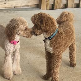 Harlow - Goldendoodle