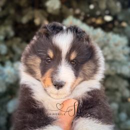 Auldie - Black white and tan male Shetland Sheepdog puppy in Windsor, Colorado from Shirehill Shelties