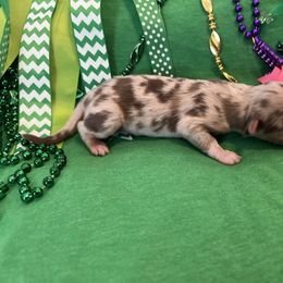 Girl 5 - Miniature Australian Shepherd puppy in Amarillo, Texas from Luna’s Mini Aussies