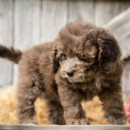Mocha - Merle female Cockapoo puppy in Seattle, Washington from Sweet Home Doodles