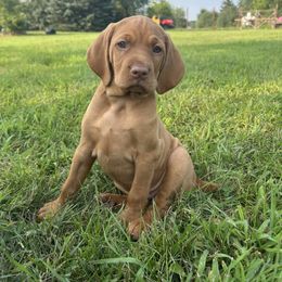 Female 1 - Golden rust female Vizsla puppy in Eagle, Wisconsin from Dzika Place Kennels