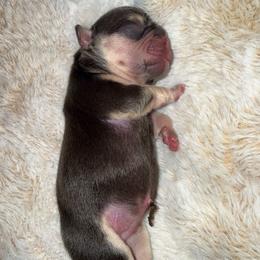 Black and tan with OFA parents - Black and tan male French Bulldog puppy in Billings, Montana from Yellowstone Frenchies