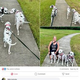 Dalmatian Puppies from Lone Star Dalmatians