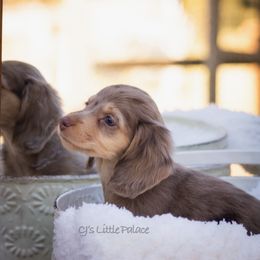 Maple - Dapple female Dachshund puppy in Excel, Alabama from CJ’s Little Palace