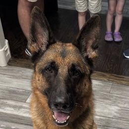 Occam von der burg Austerlitz  - Ennit - Black and red male German Shepherd puppy in Sand Springs, Oklahoma from Austerlitz German Shepherds