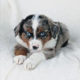 Boy 2 (Black) - Blue merle male Australian Shepherd puppy in Yakima, Washington from Naches Heights Ranch
