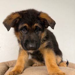 Girl 5th pick black collar - Black and red female German Shepherd puppy in Hollis Center, Maine from Noble German Shepherds of Maine