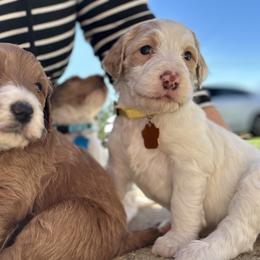 Goldendoodle Puppies from Valentine Kennels