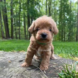 NUGGET - Green color boy - Apricot male Schnoodle puppy in Fredericksburg, Virginia from Growing Puppies