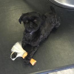 Shih Tzu Puppies from Pams precious shih tzus