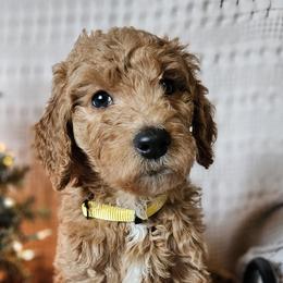 Yellow Collar Female - Cream Goldendoodle puppy in Willis, Texas from Doodle Family