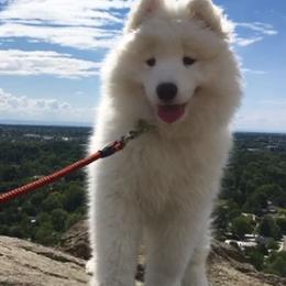 Samoyed Puppies from Long Run Samoyeds