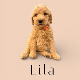 Lila - Cream female Goldendoodle puppy in Macclenny, Florida from Baker County Goldendoodles