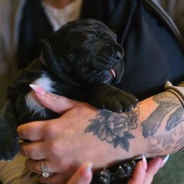 Purple collar - Black female Cane Corso puppy in Springfield, Oregon from PNW Cane Corsos