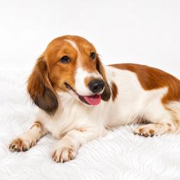 Hannah Banana - Dachshund