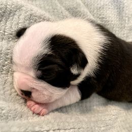 Boy 1 - Boston Terrier puppy in George West, Texas from Duke of Earl’s Boston Terriers