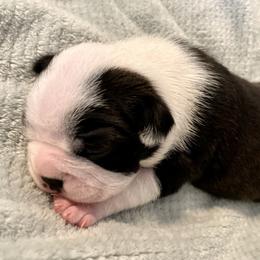 Boy 1 - Boston Terrier puppy in George West, Texas from Duke of Earl’s Boston Terriers