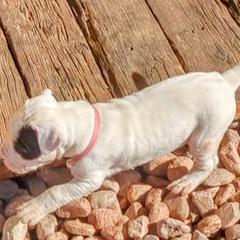Girl 1 - Dogo Argentino puppy in Pueblo, Colorado from Palace Guard Dogos