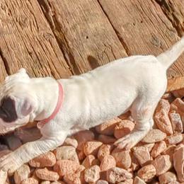 Girl 1 - Dogo Argentino puppy in Pueblo, Colorado from Palace Guard Dogos