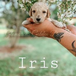 Goldendoodle Puppies from Glamorous Golden Doodles