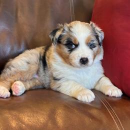 Aiden - Blue merle male Australian Shepherd puppy in Creston, California from Copper Sky Aussies of the Cental Coast