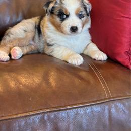 Aiden - Blue merle male Australian Shepherd puppy in Creston, California from Copper Sky Aussies of the Cental Coast