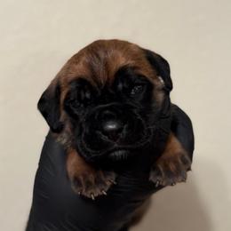 Aurelia - Fawn female Cane Corso puppy in Houston, Texas from Mortaio Cane Corso