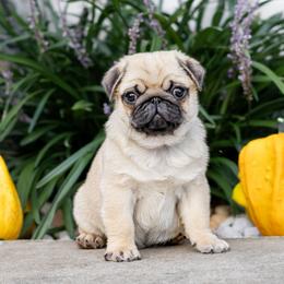 Edwin - Fawn male Pug puppy in Honey Brook, Pennsylvania from FurEver Canine