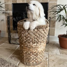 Girl 2 - White female Great Pyrenees puppy in El Dorado Hills, California from Royal Oaks Pyrenees