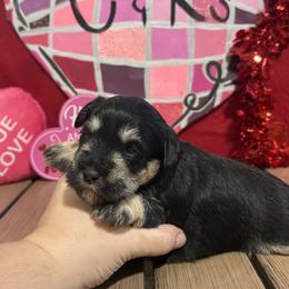 Stella - Black and silver female Miniature Schnauzer puppy in Lufkin, Texas from C&K’s Schnauzer House