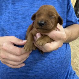 Red collar - Mahogany male Irish Setter puppy in Choctaw, Oklahoma from Heartland Irish Setters