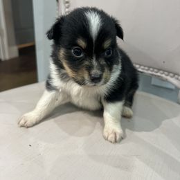 Toy Australian Shepherd Puppies from Shaw Nuff’s Kennels II
