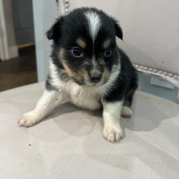 Toy Australian Shepherd Puppies from Shaw Nuff’s Kennels II