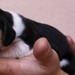 Basset Hounds from Dunlap Hounds