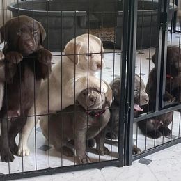Dilute Retrievers and Labrador Retrievers from Payson Labradors