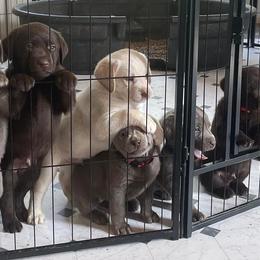 Dilute Retrievers and Labrador Retrievers from Payson Labradors