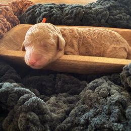 Orange Girl - Red  female Goldendoodle puppy in Covington, Louisiana from MyKy Puppies