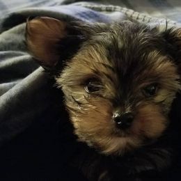 Shih Tzus, Shorkies, and Yorkshire Terriers from Kathys Yorkie and Shih-tzu Cuties