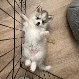 Pomsky Puppies from A1 Pomskies