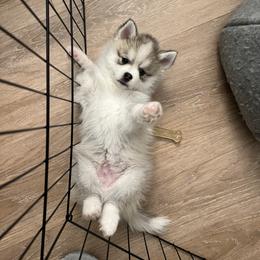 Pomsky Puppies from A1 Pomskies